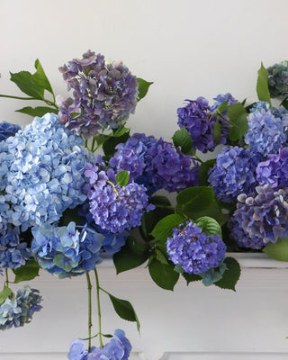 Decorative arrangement of blue and purple hydrangea flowers on a white surface