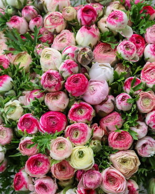 Pink and white ranunculus flowers with green leaves on a gray background